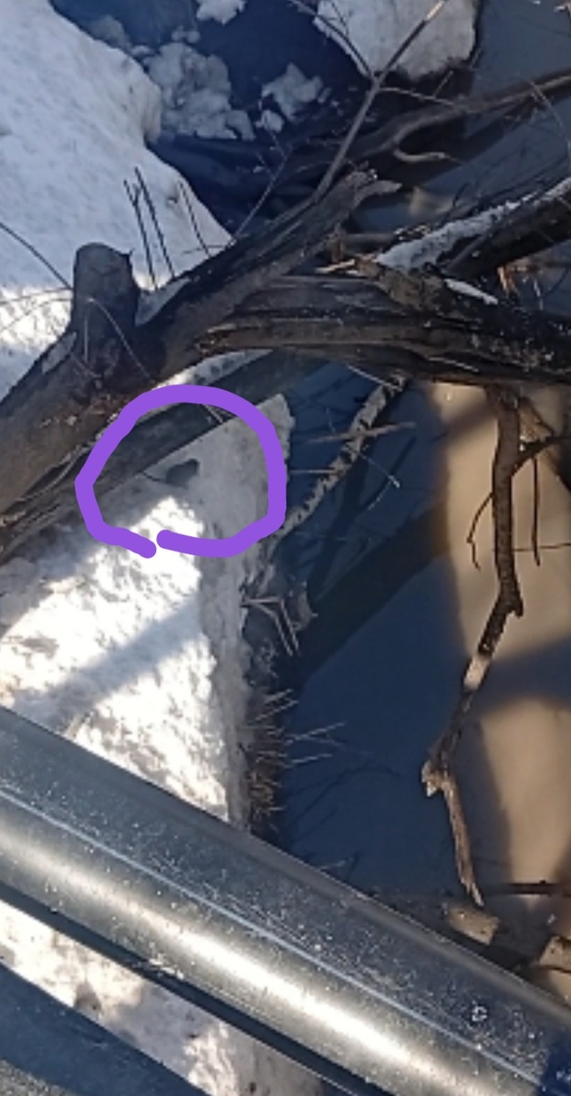 Это живая, бодрая, упитанная крыса. 