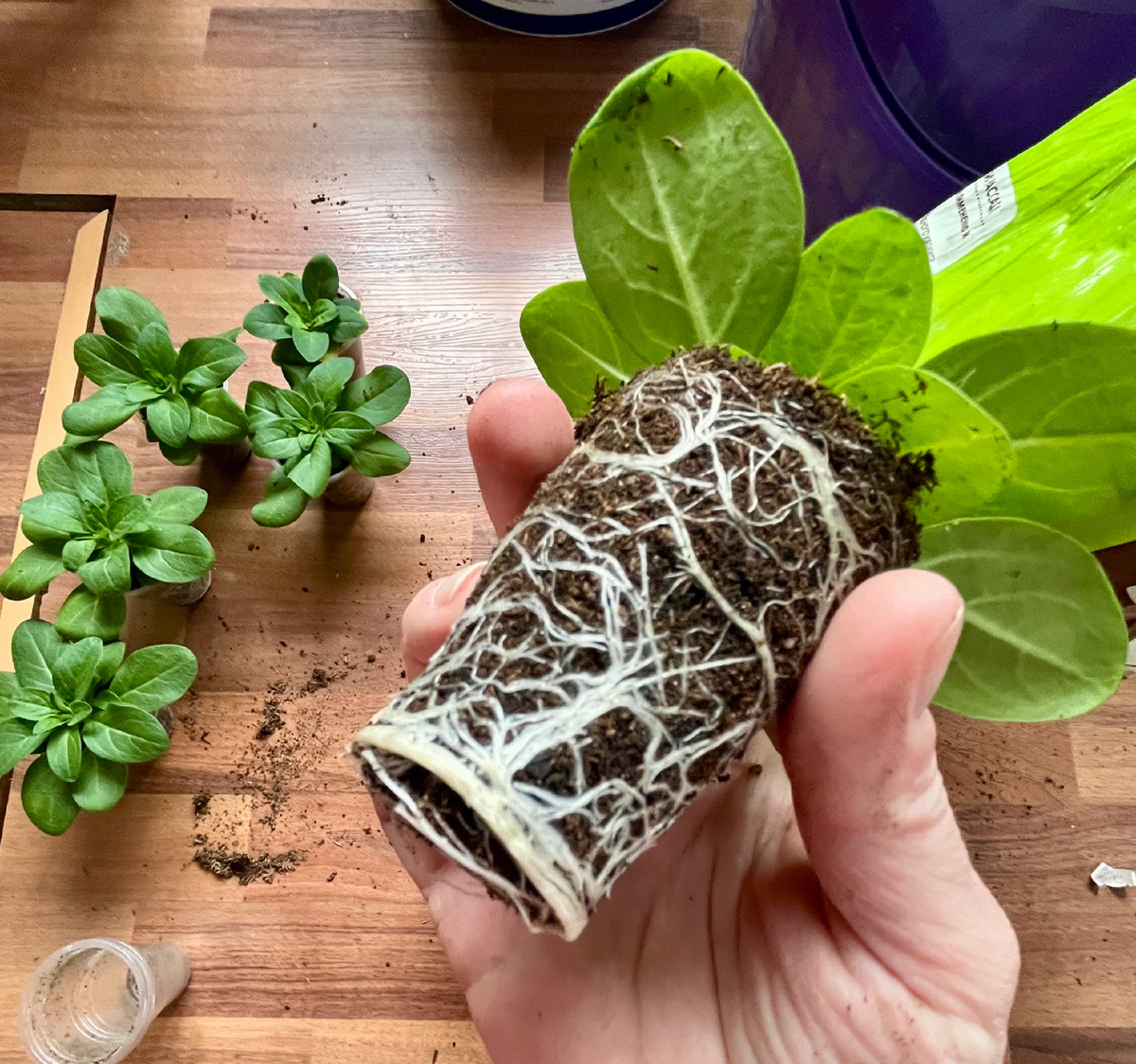 Корневая у петунии