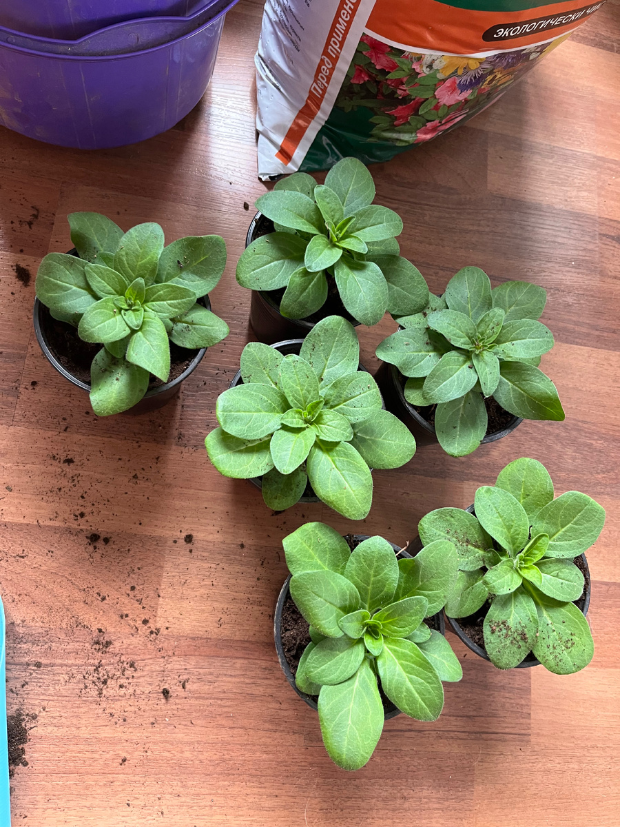 Петуния после пересадки в стаканы 0,5