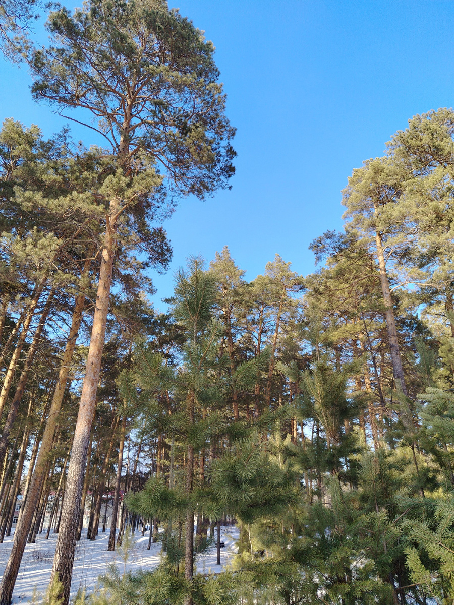 Сосновый бор