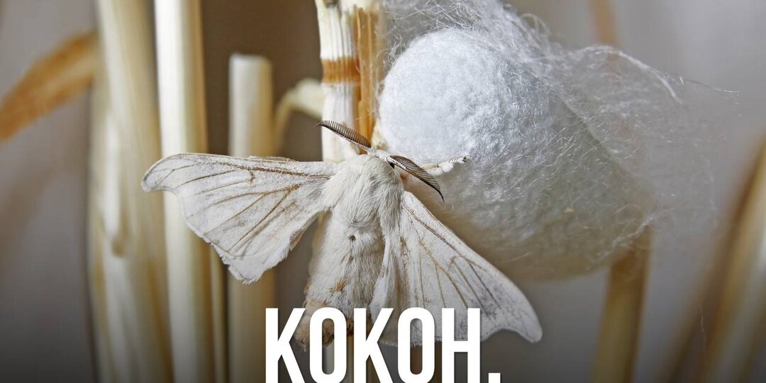 Кокон.