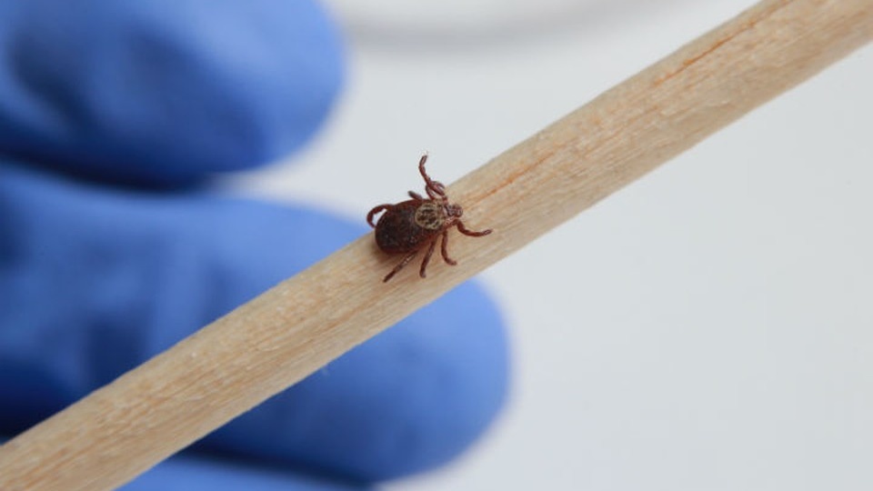 Кинолог рассказал, как защитить собаку от клещей