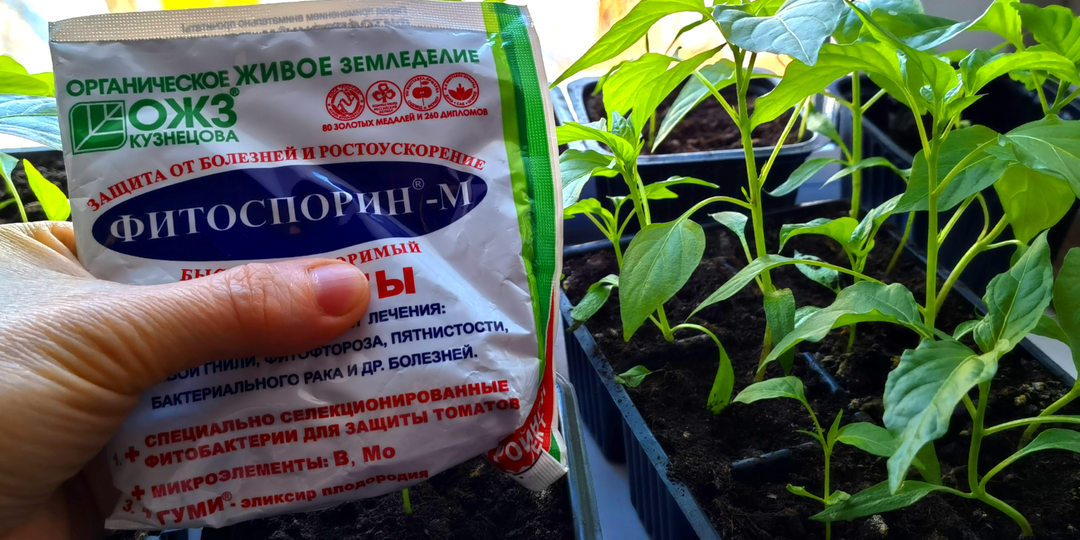 Фитоспорин для рассады. Как эффективно применять фитоспорин для выращивания рассады