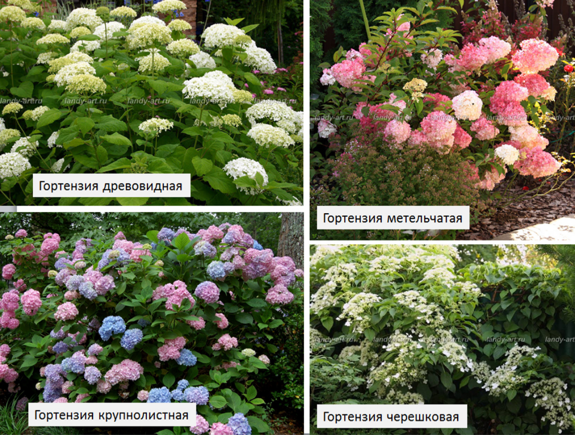 Разновидности гортензий