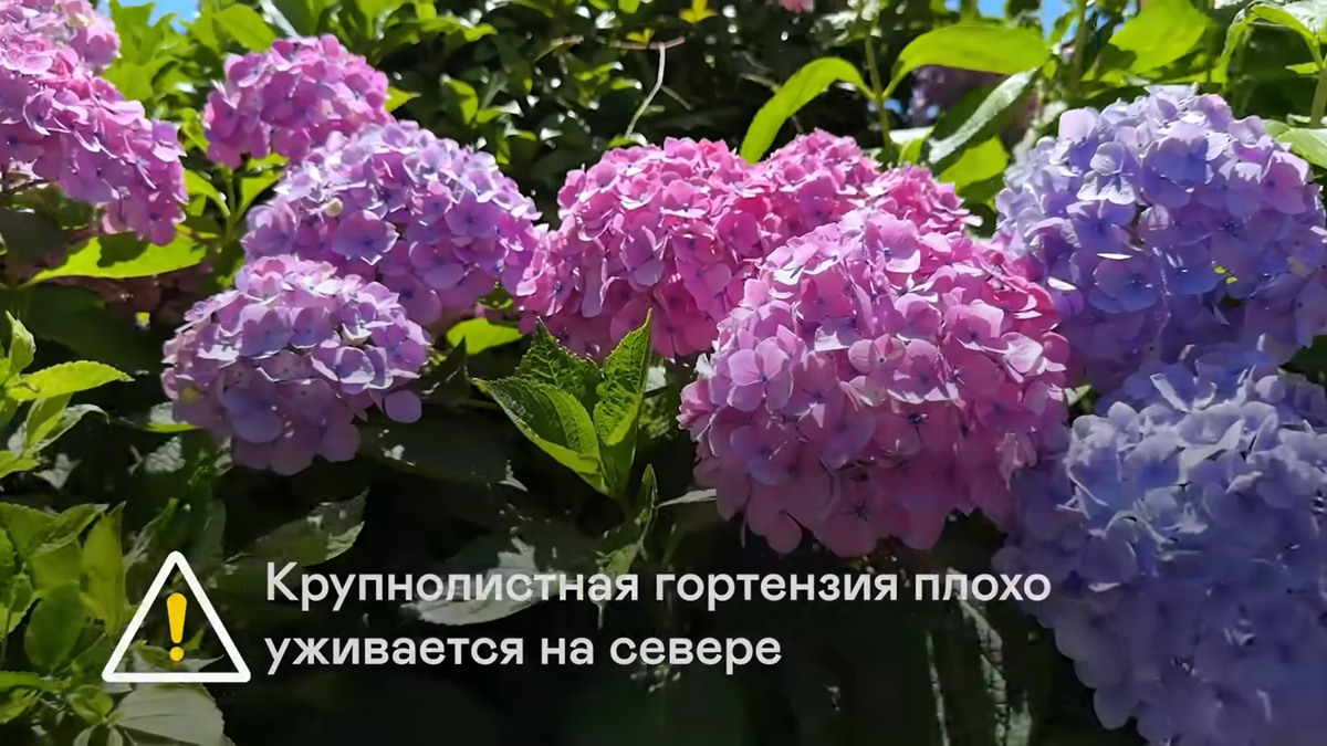 Крупнолистная гортензия