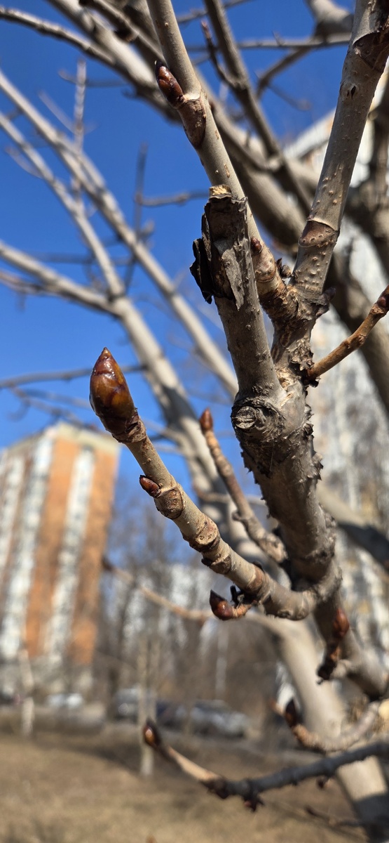 Каштан весной