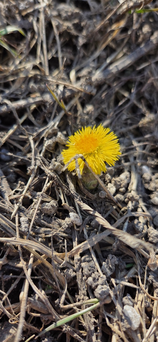 мать-и-мачеха