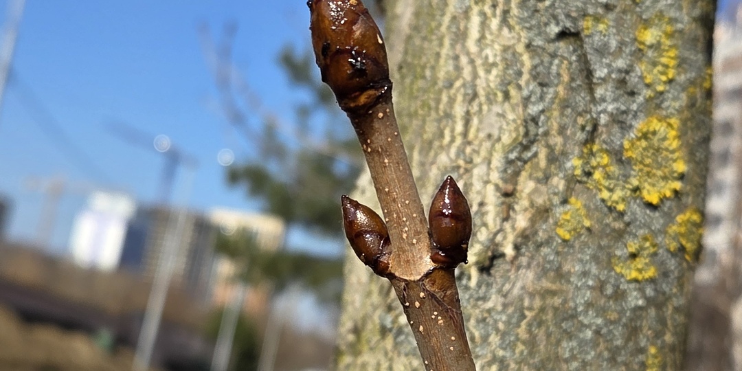 Когда приходит для вас весна: с первой бабочкой, мать-и-мачехой или пением птиц?