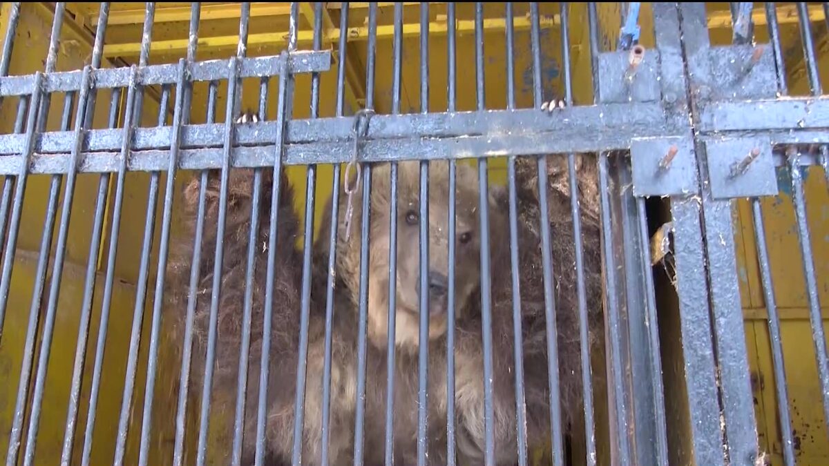    В Уфе расселят зверей из зоолунапарка «Саванна»