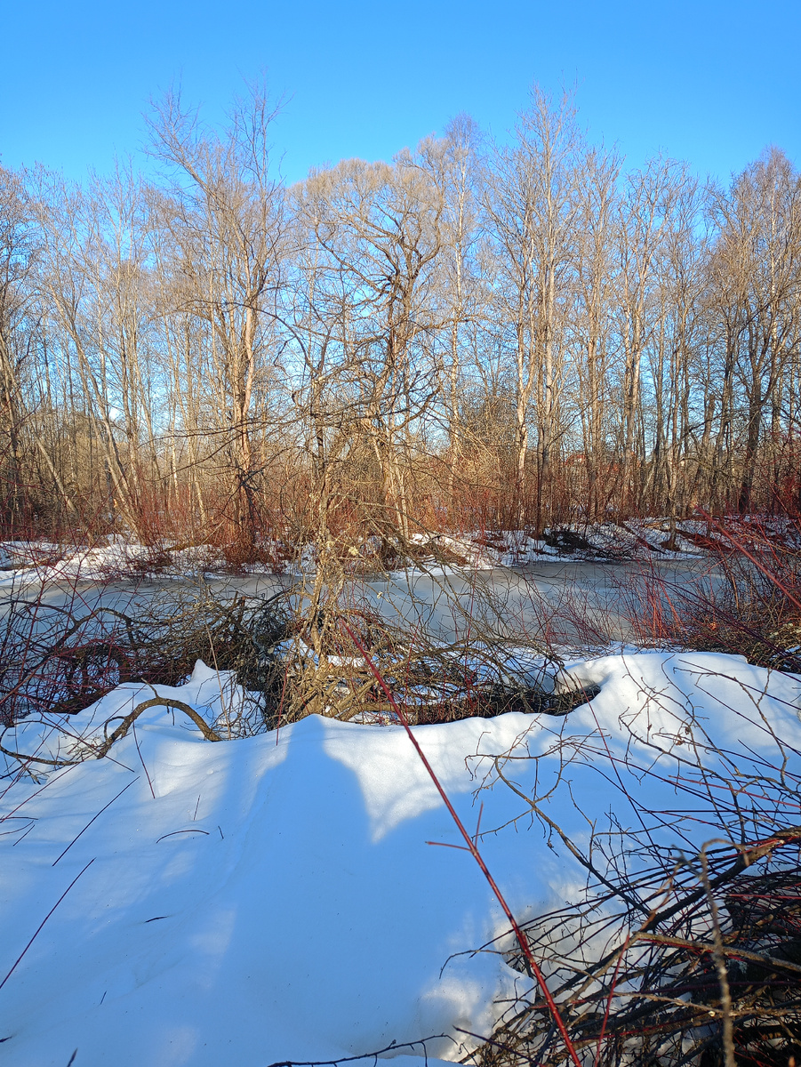 "Чёрный" пруд