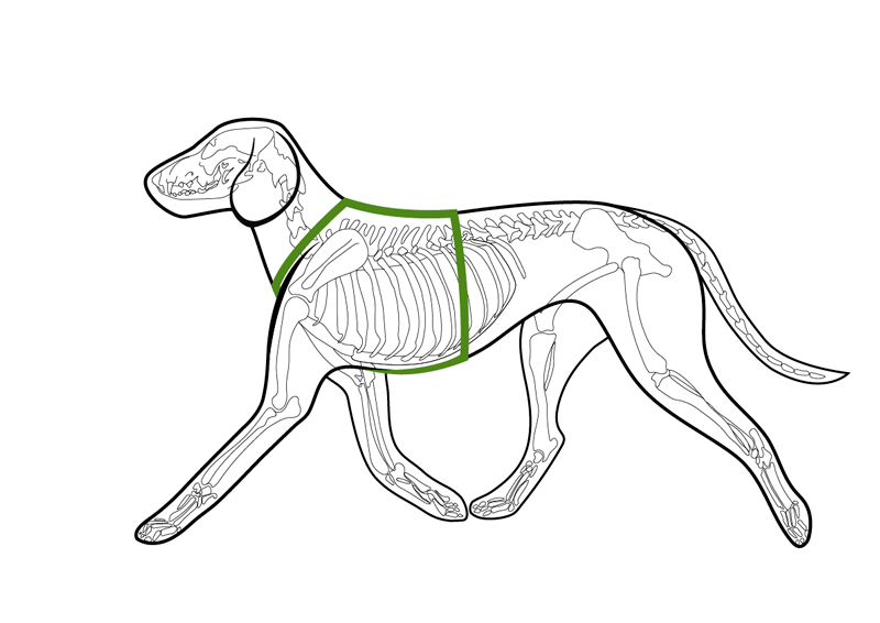 изображения взяты с сайта https://benderfrai.ru/
