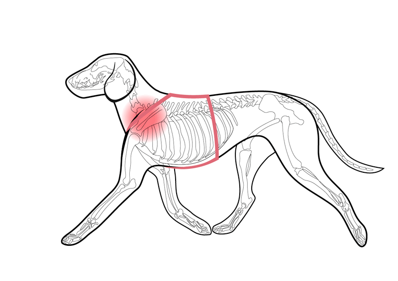 изображения взяты с сайта https://benderfrai.ru/