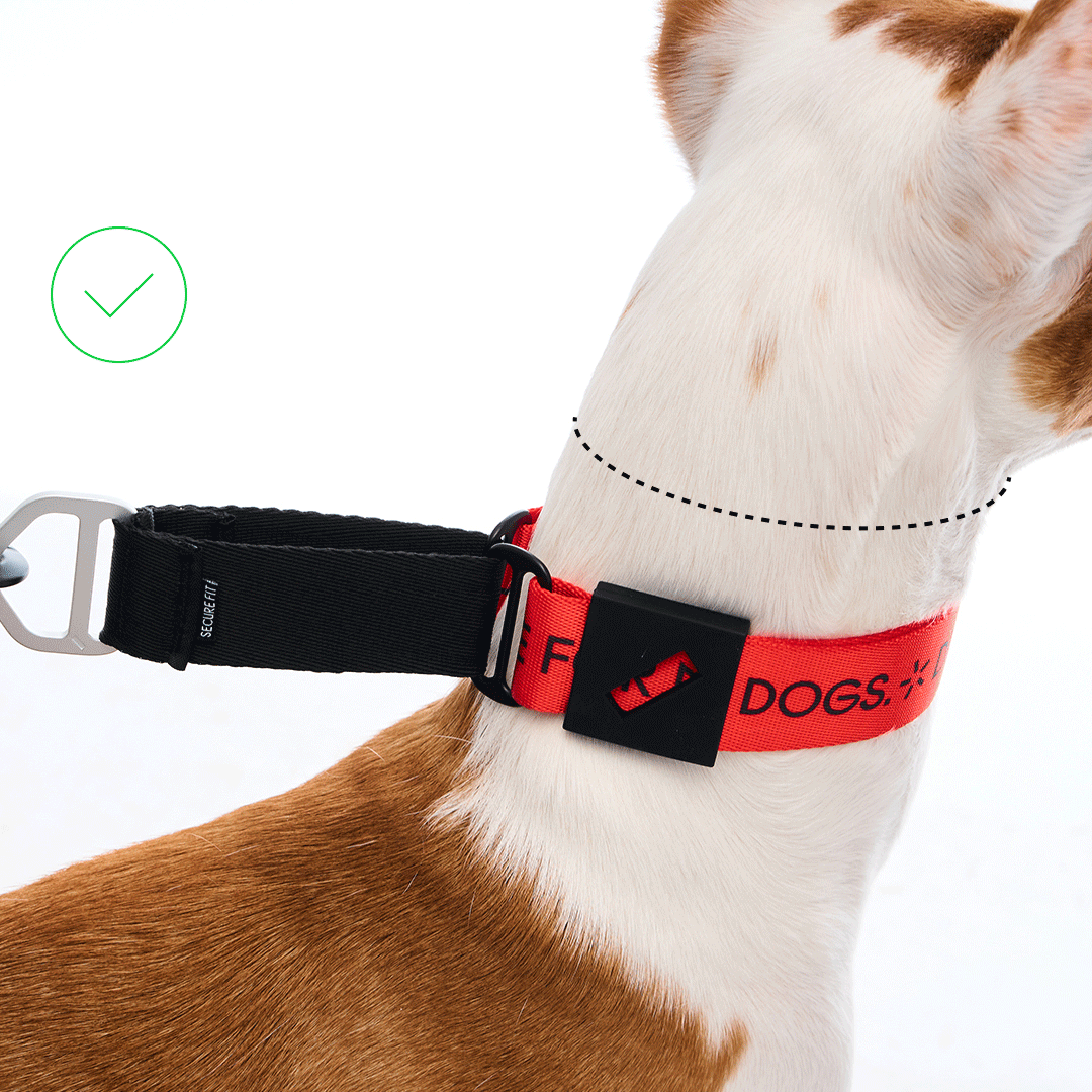 правильная посадка ошейника типа мартингейл (изображение взято с сайта https://staya.dog)