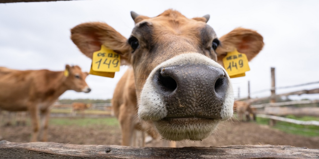 У фермеров забрали скот — вот сколько им заплатят. Хватит ли на новую корову?