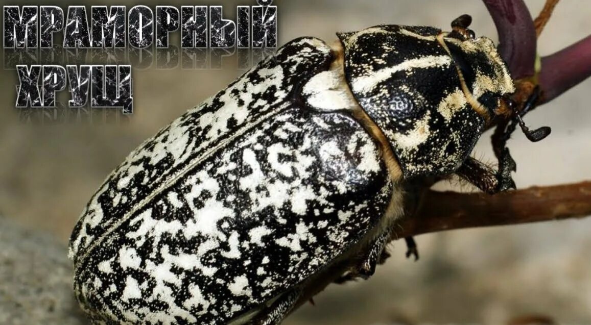 Вот он пугатель взрослых тётенек