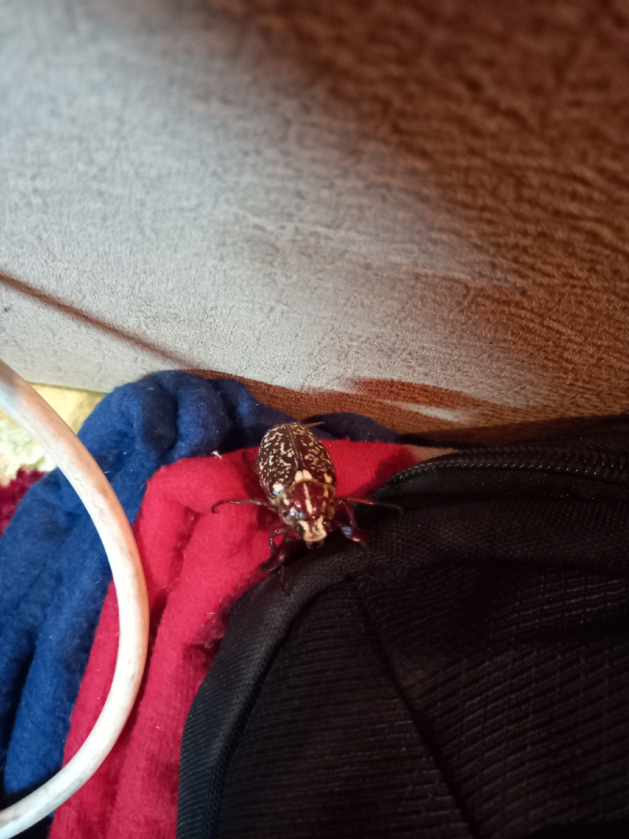 Вот этот каварный шипящий тип