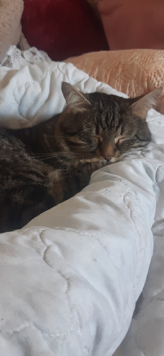 Стюшенька уютно спит))