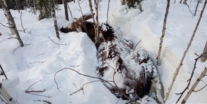    Брошенная в лесу ветошь привела к гибели лося в Югре