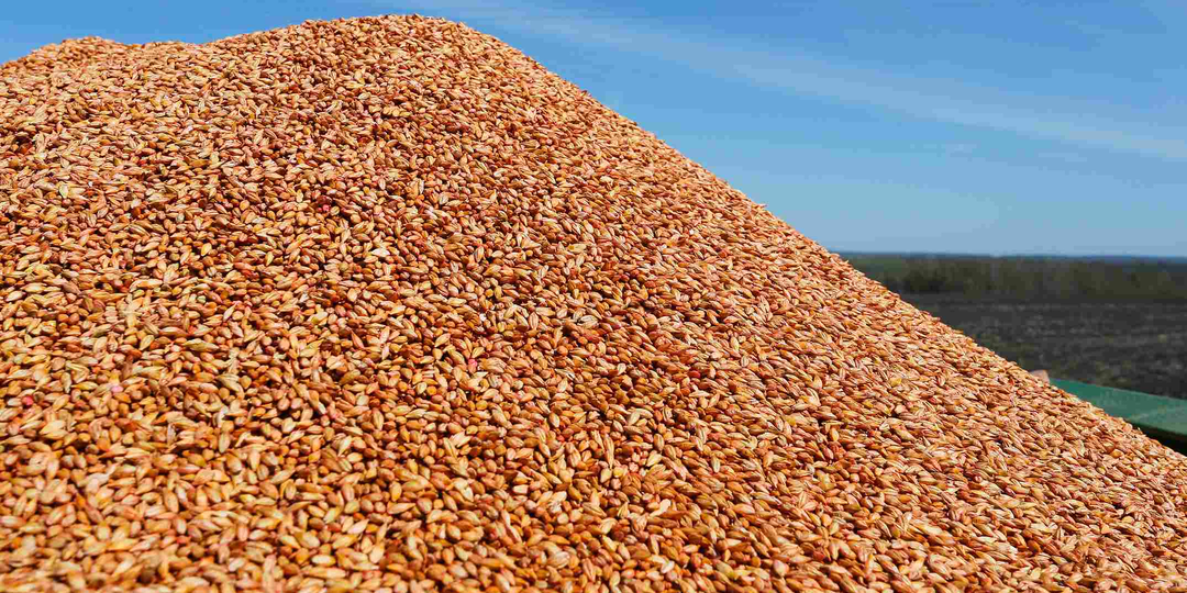 Анонимные торги на Поле.РФ: как этот инструмент помогает продать урожай по рыночной цене?