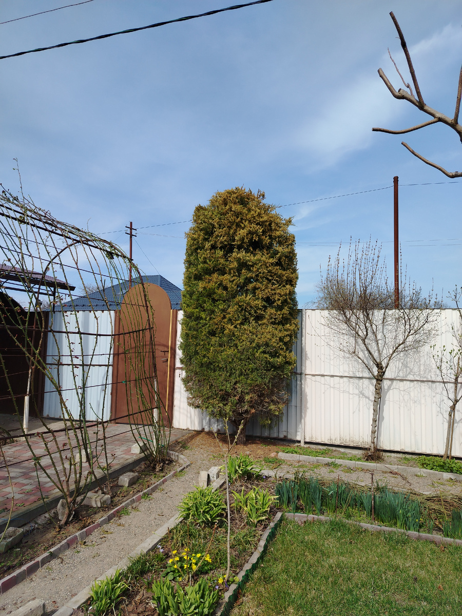 И этот идеальный. Слава, слава мужику, стригалю и цирюльнику! 