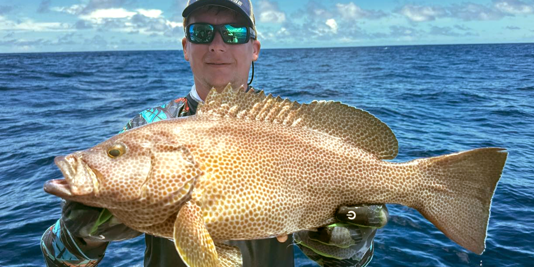 Групер крупнопятнистый (Epinephelus chlorostigma) или Brownspotted grouper