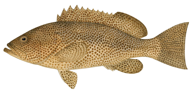 Epinephelus chlorostigma