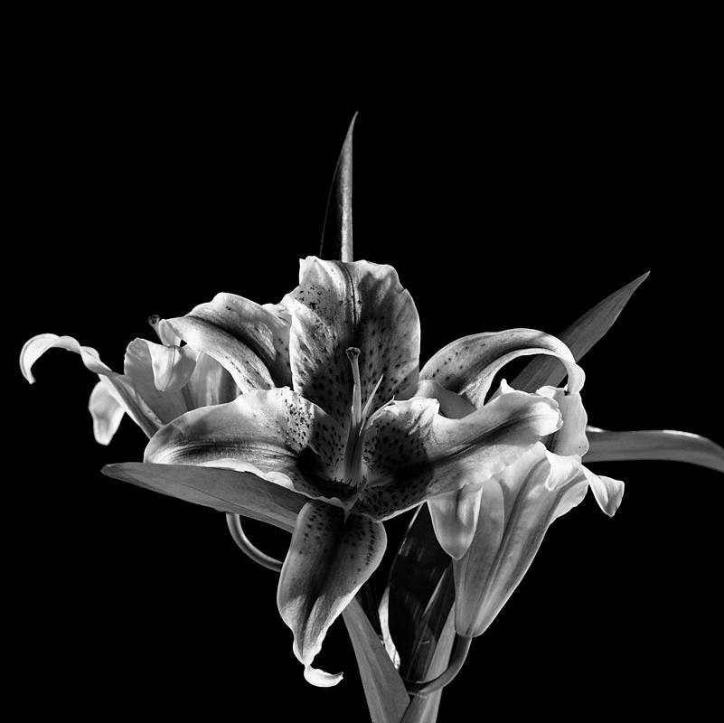 Из серии «Цветы», 2003