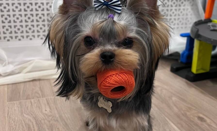 Истории наших читателей: Барни, который стал больше, чем просто собакой.