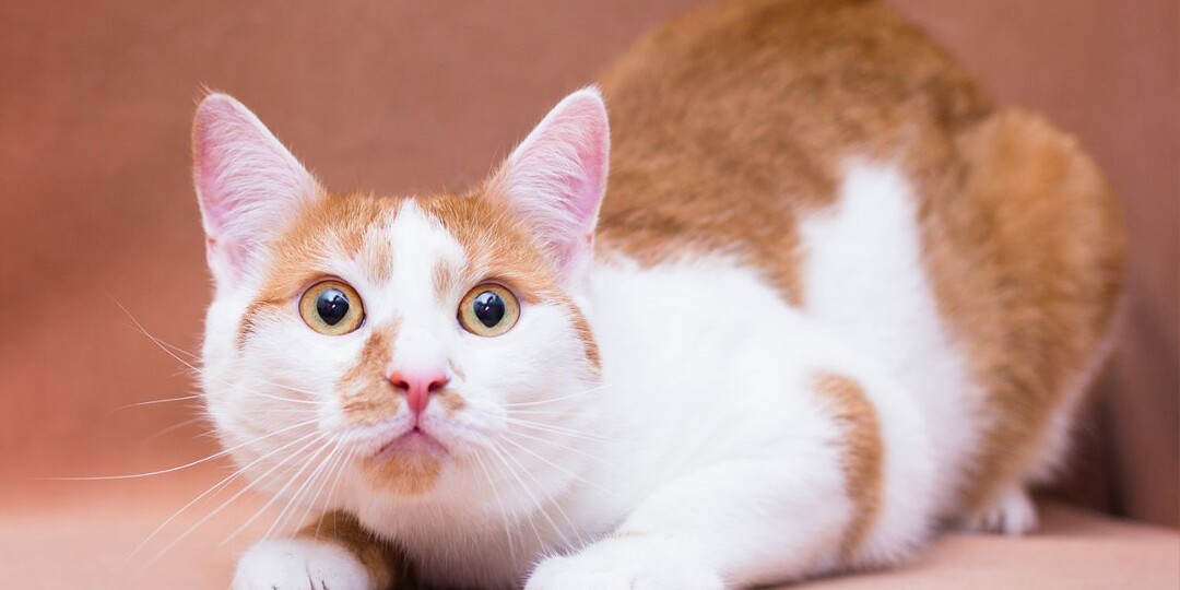 Родители, ну где же вы потерялись? Малышка Лионелла вас очень ждет!