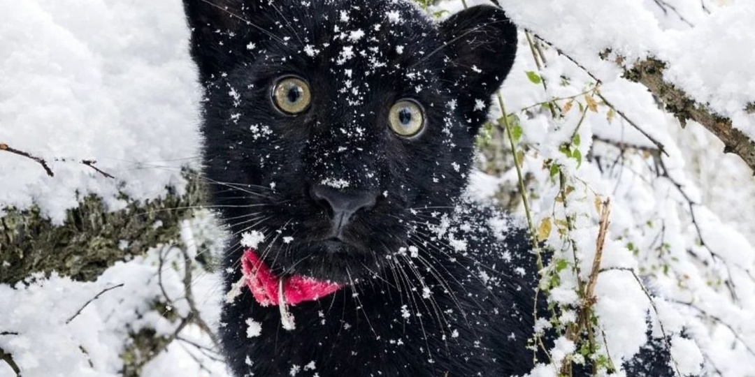 «Мое маленькое черное счастье»: сибирячка спасла детеныша пантеры, и он стал звездой соцсетей