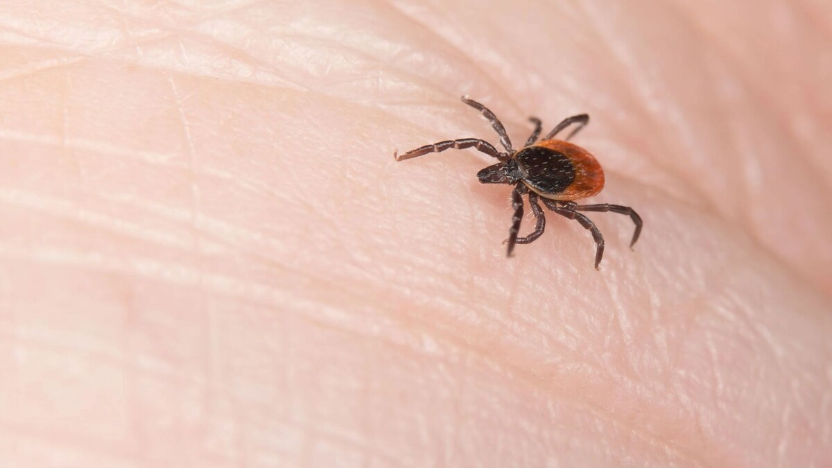    Фото: KPixMining/Shutterstock/Fotodom