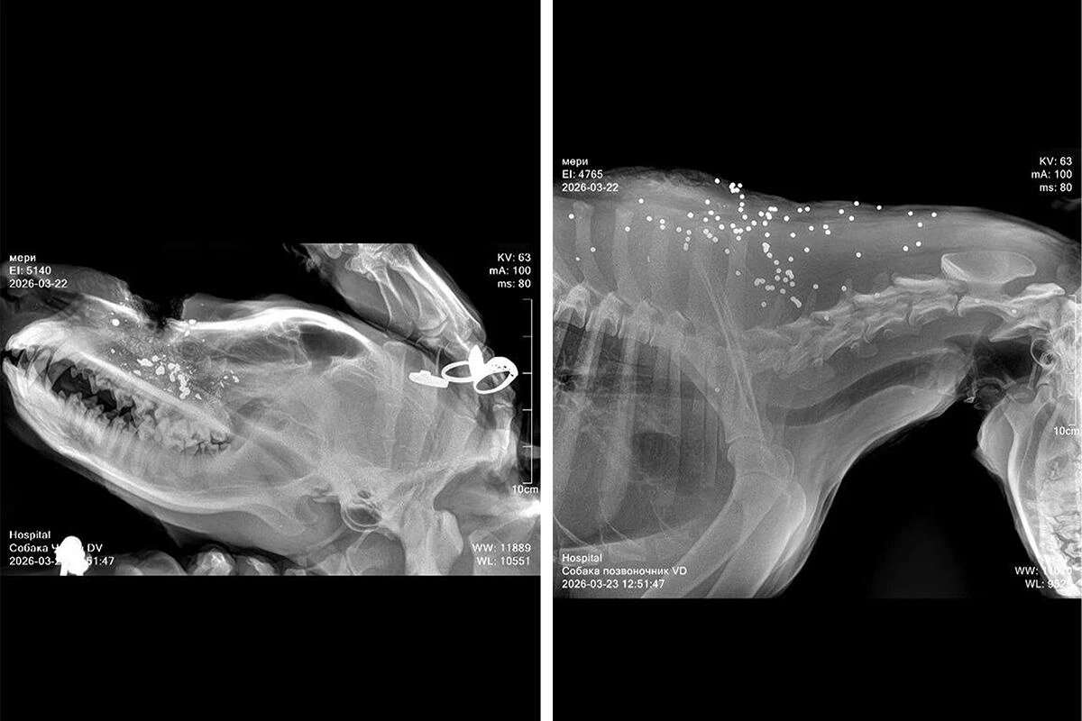    Фото t.me/chp_sochi