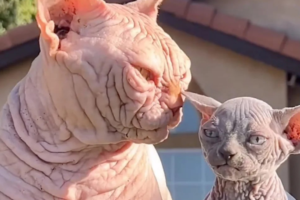 Картинки Яндекс