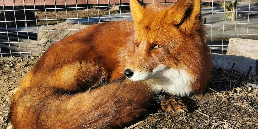 Лиса вернулась с добычей. Дневник лисы