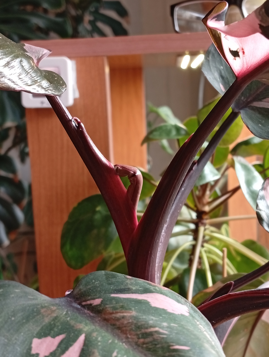 Вот он, стремиться к взрослой жизни,,🙂