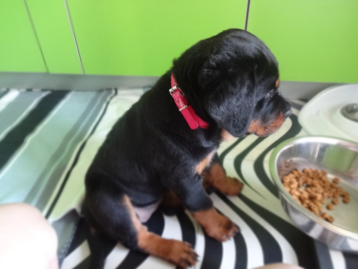 Щенок от заводчика