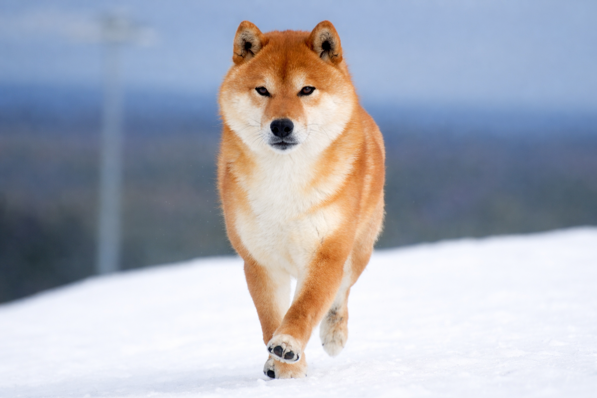 Йоша. Фото из открытых источников