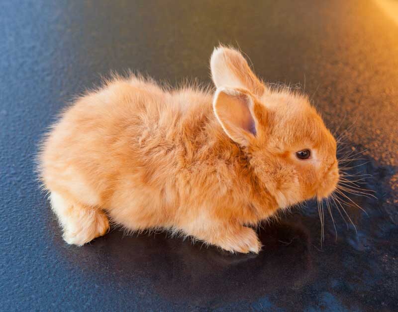 месячный пуховый крольчонок