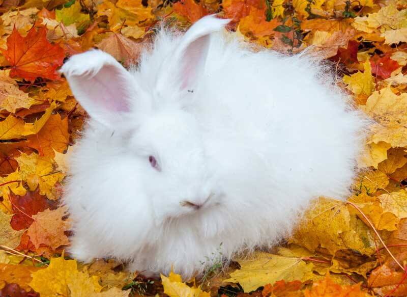 крольчонок немецкой ангоры