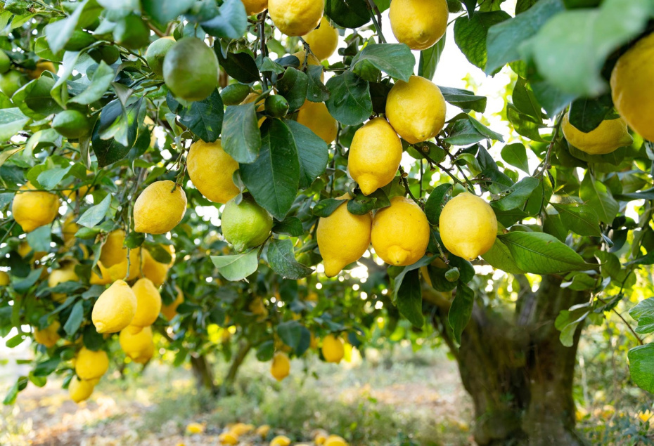    Shutterstock/FOTODOM