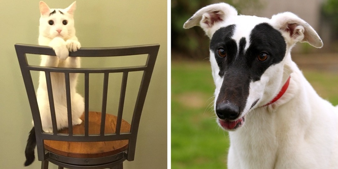 15 питомцев с уникальным окрасом, над которым природа особо постаралась на радость всем нам