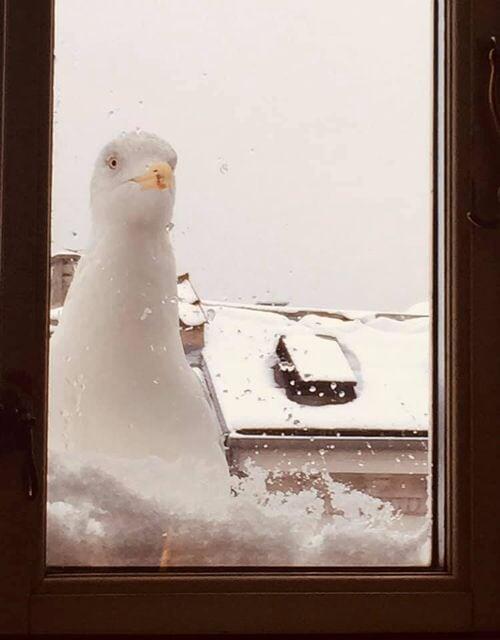    Gunver Ulrike Lønfeldt
