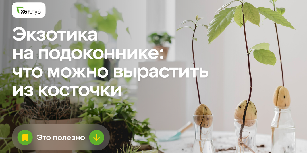 Эти косточки все выбрасывают — а зря: из них растёт экзотика