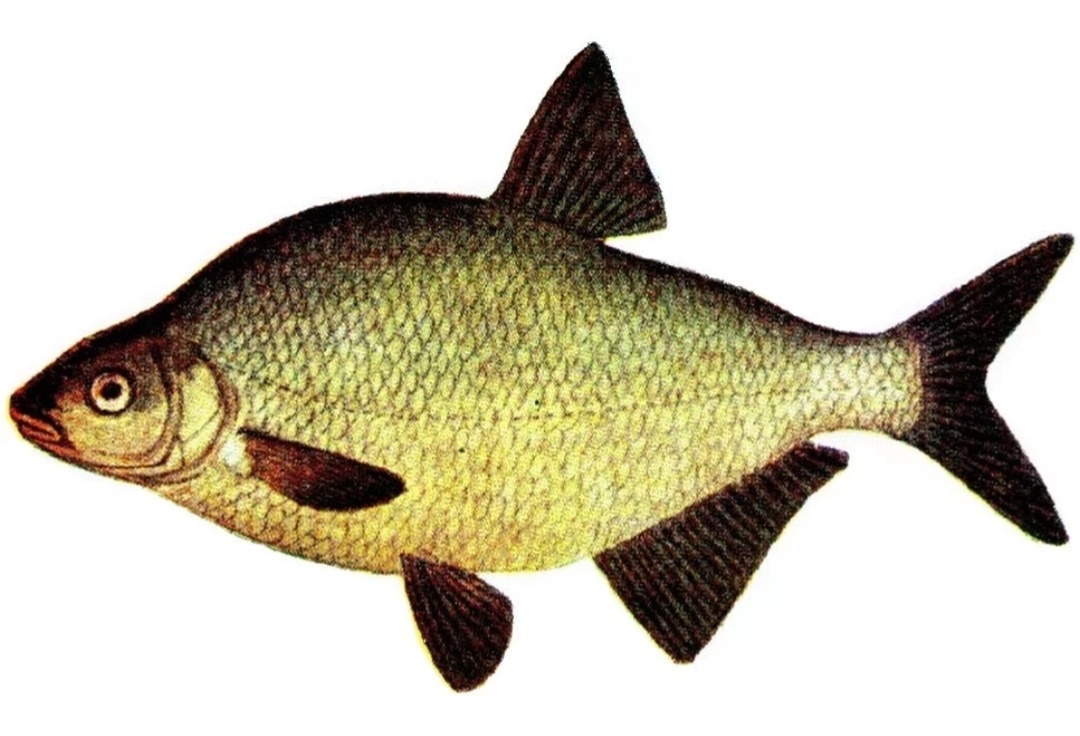 Из открытых источников