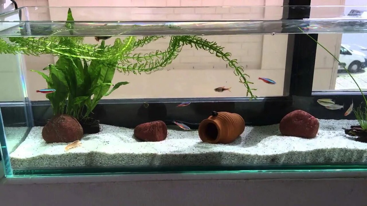 Аквариум на подоконнике требует особого внимания 