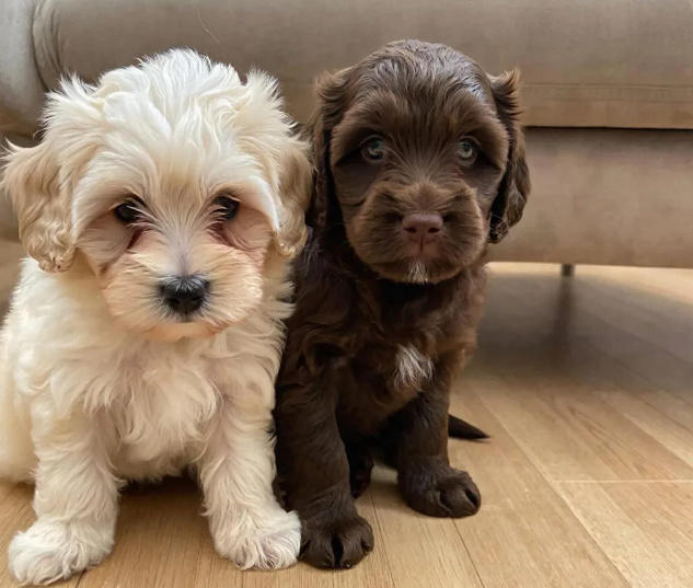 Два красивых маленьких щенка