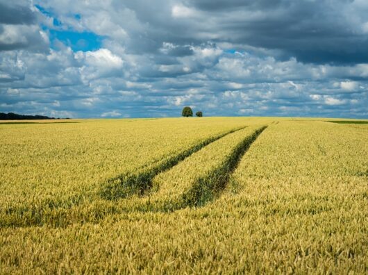    Поле // Фото с сайта https://www.freepik.com/