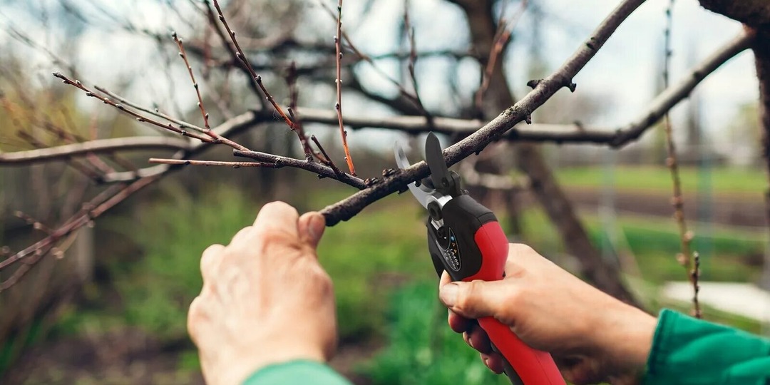 СЕКРЕТЫ ВЕСЕННЕЙ ОБРЕЗКИ: ЧТО НУЖНО ЗНАТЬ КАЖДОМУ САДОВОДУ
