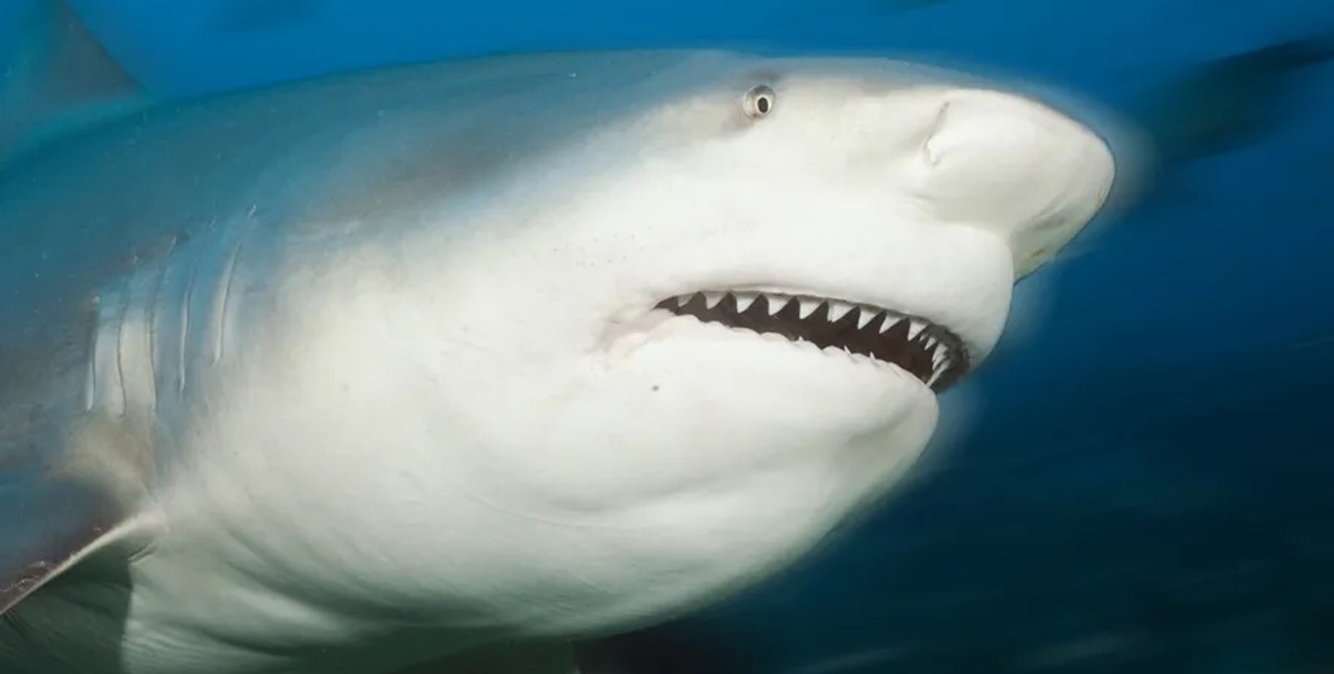 Тупорылая акула (акула-бык)