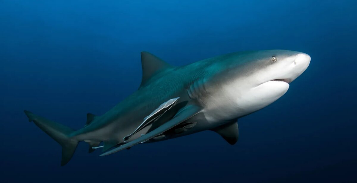 Тупорылая акула или акула-бык